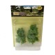 Sycamore Trees 75 - 95mm Tall Sycamore Trees 75 - 95mm Tall