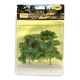Elm Trees 80 - 95mm Tall Elm Trees 80 - 95mm Tall