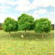 Oak Trees 40 - 50mm Tall 