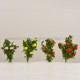 English Roses SMALL English Roses SMALL