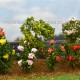 English Roses SMALL English Roses SMALL