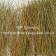 Tall Grass or Reeds Natural Brown Coarse Tall Grass or Reeds Natural Brown Coarse