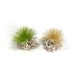 Grass Tufts with Light Stones Noch 06920 Grass Tufts with Light Stones Noch 06920