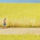 Reed Grass Assortment Noch 07060