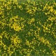 Ground Cover Foliage Meadow Yellow Noch 07255 Ground Cover Foliage Meadow Yellow Noch 07255