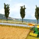 Corn Field Noch 07421