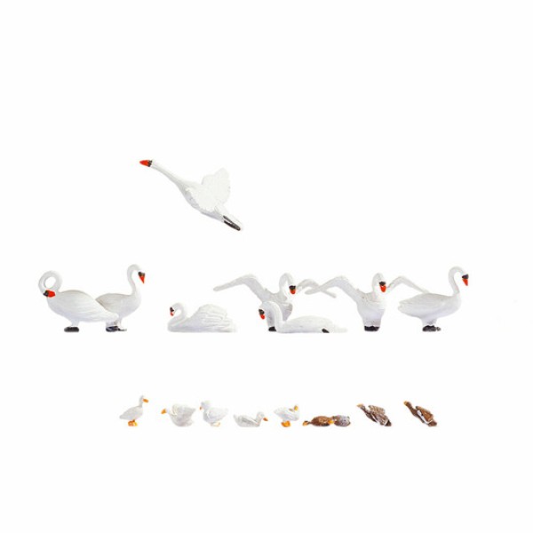 Swans and Ducks  OO 