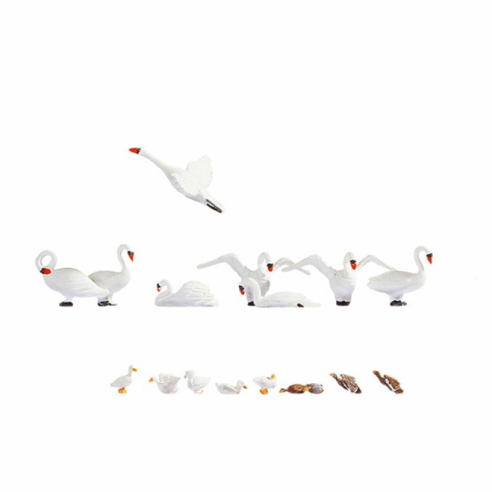Swans and Ducks  OO 