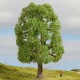 Ash Tree NOCH Master Tree 190mm tall 20100 Ash Tree NOCH Master Tree 190mm tall 20100