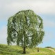 Weeping Willow NOCH Master Tree 150mm tall 20115 Weeping Willow NOCH Master Tree 150mm tall 20115