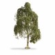 Silver Birch NOCH Master Tree 180mm tall 20120 Silver Birch NOCH Master Tree 180mm tall 20120