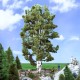 Birch Tree 170mm tall