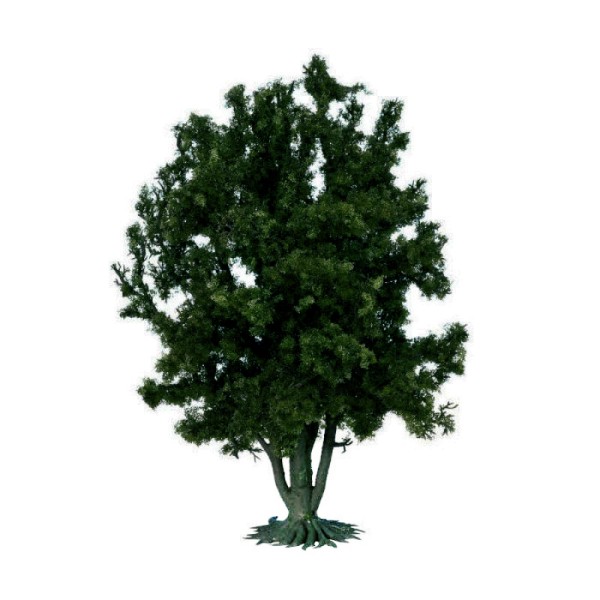 Large Multi Trunked Tree or Bush 250mm tall