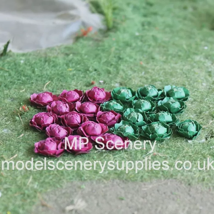 Cabbages Green and Red OO