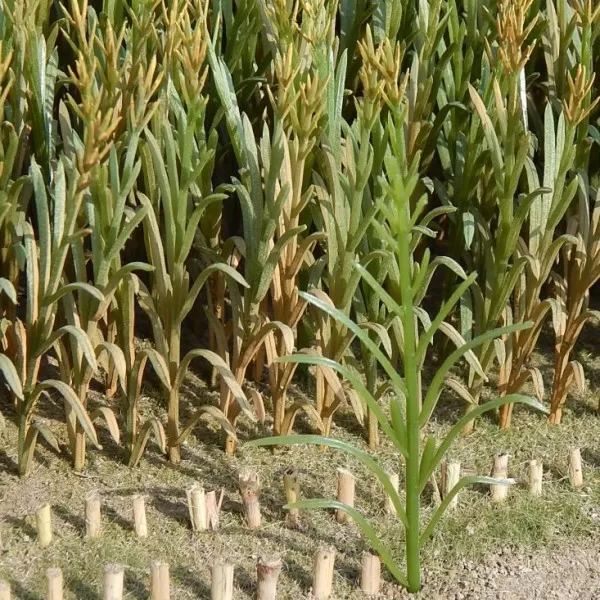 Maize Green 1:32 Juweela 23288