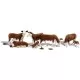 Cows, Brown and white Hereford N gauge