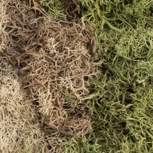 EZ Bushes Winter Mix G6500