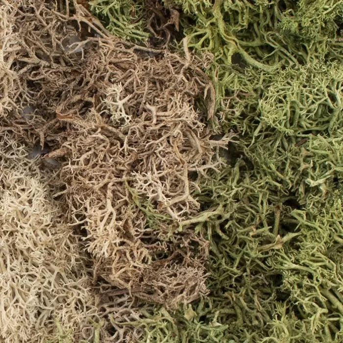 EZ Bushes Winter Mix G6500