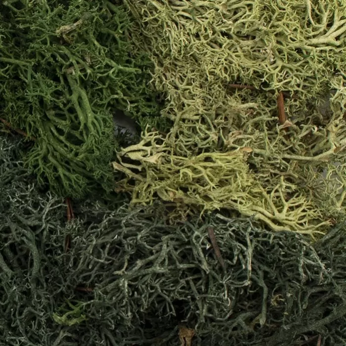 EZ Bushes Summer Mix G6501