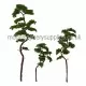 Pine Trees 100mm tall