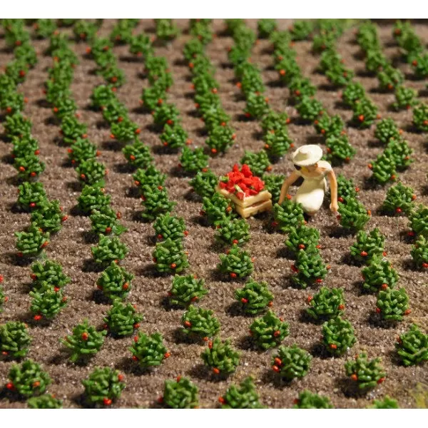 Strawberry Plants OO