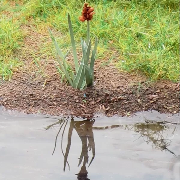 Aqua Magic from Deluxe 125ml BD65