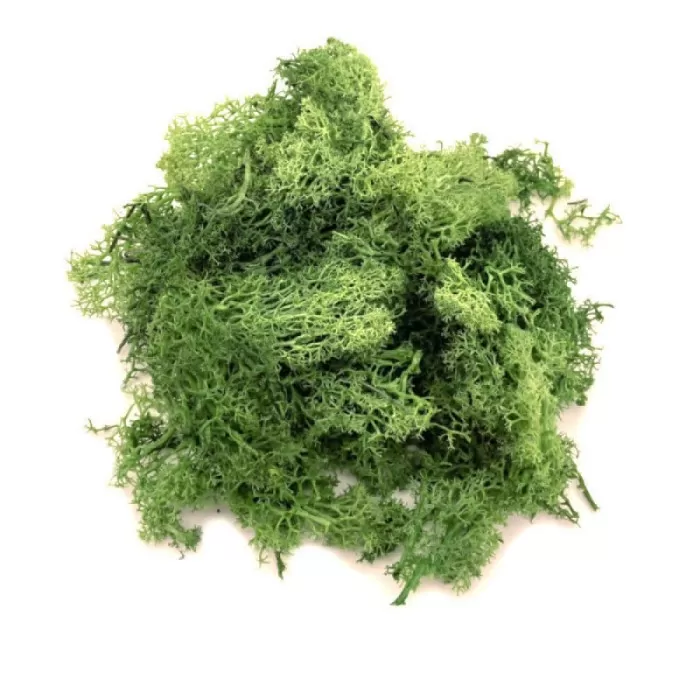 Lichen Green Blend 50g