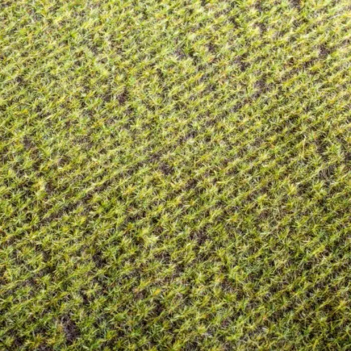 Spring Crop Field OO