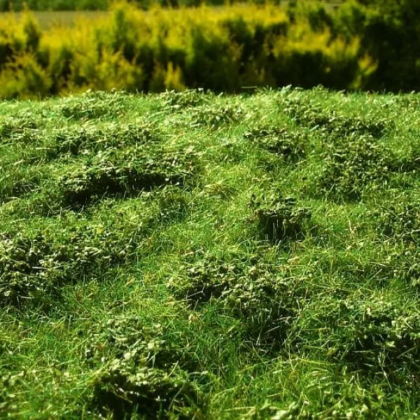 Landscape Mat Grass and Low Bushes, Early Summer
