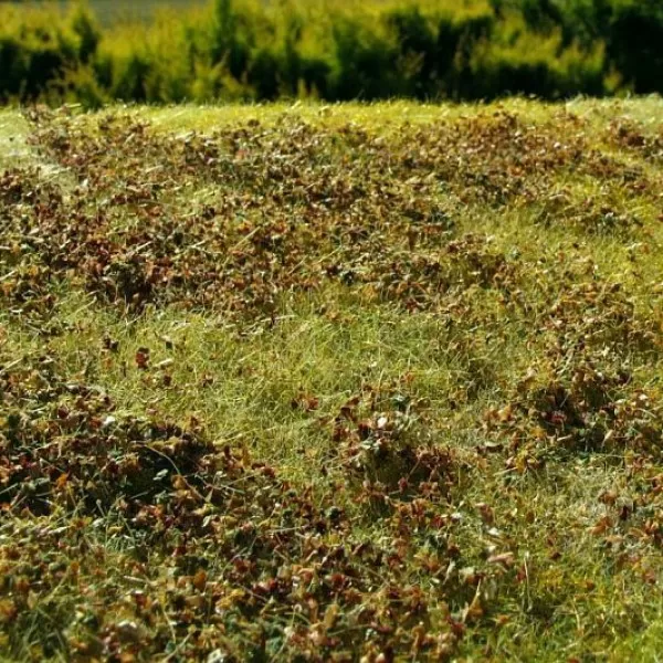 Landscape Mat Grass and Low Bushes, Autumn