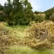 Shrub Hedge Briar Patch Dry Brown FS637