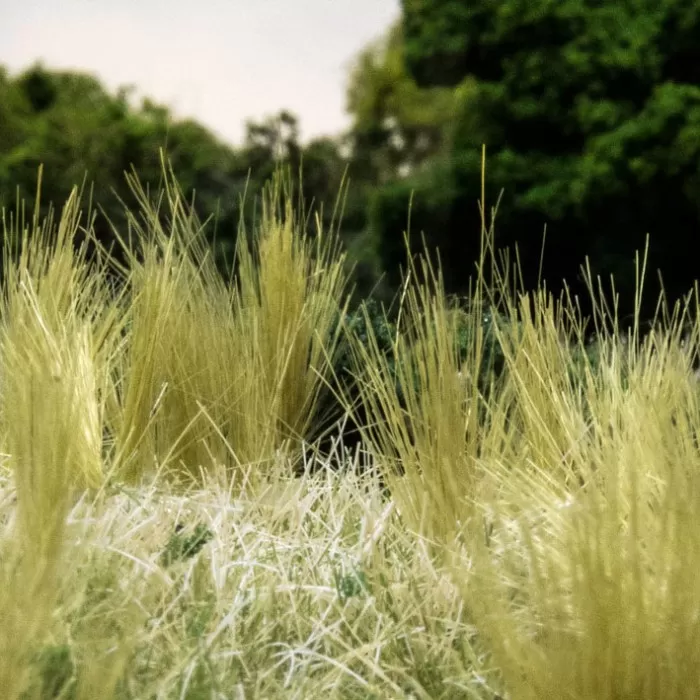 Tuft Tac Grass Tuft adhesive Woodland Scenics FS643