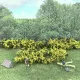 Realistic Gorse Bush Hedgerow Strips  FP025