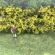 Realistic Gorse Bush Hedgerow Strips  FP025