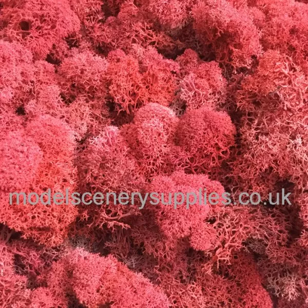 Lichen Moss BLOOD RED