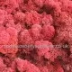 Lichen Moss red Unsorted box