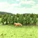 Small Scale Fir Trees 28mm tall 10 pack Z gauge