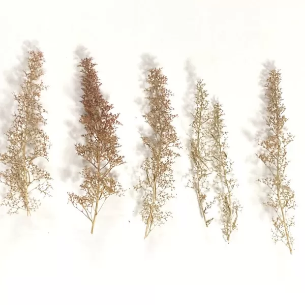 Seafoam Trees, Mixed Fir