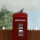 Pigeons OO  