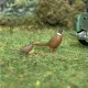 Pheasants OO