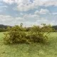 Shrub Bush Thicket Burnt Green FP440