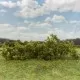 Shrub Bush Thicket Medium Green FP442