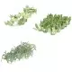 Vegetable Garden Plant set OO TT