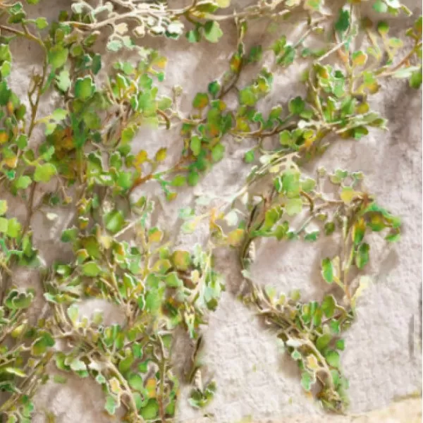  Virginia Creepers   OO  TT  GM1662