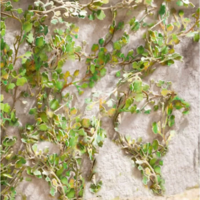  Virginia Creepers   OO  TT  GM1662