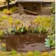 Water and Riverside Plants  OO / TT Noch 14052
