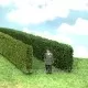Model Hedge Light Green Privet or Thuja Hedge TALL