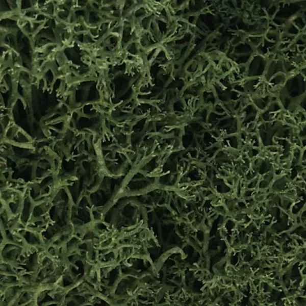 Lichen Dark Green Woodland Scenics L164