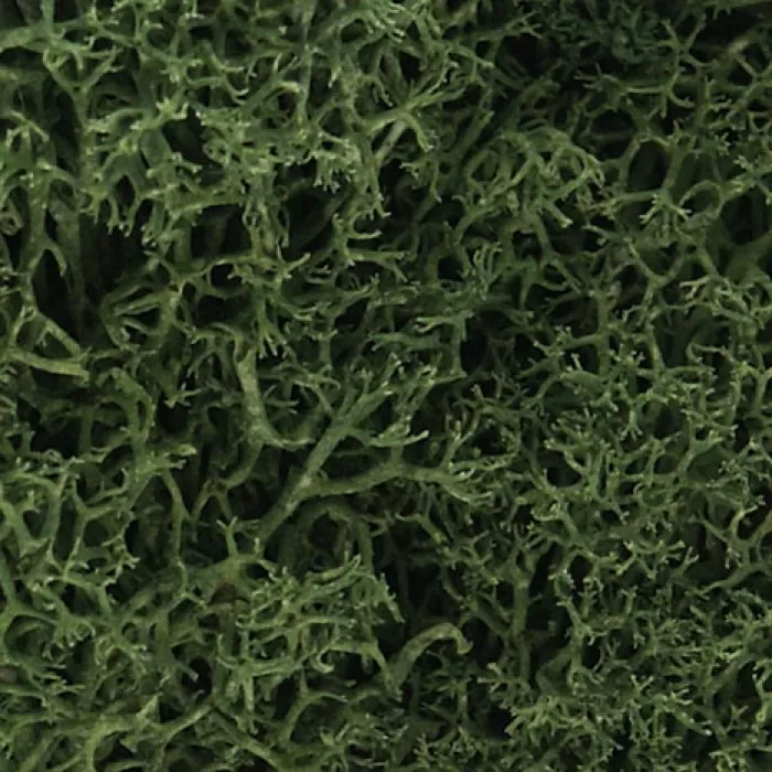 Lichen Dark Green Woodland Scenics L164