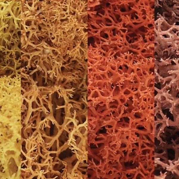 Lichen Autumn Mix Woodland Scenics L165